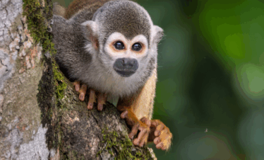 Yasuni and Kichwa Culture