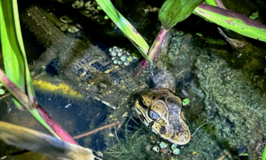 Dolphins And Black Caimans