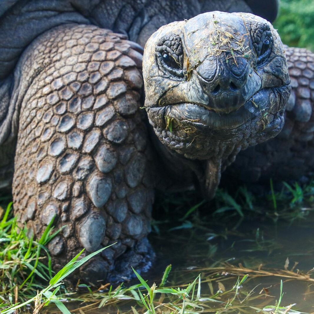 Detailed portrait of a Galapagos tortoise in its natural environment, showcasing its textured skin.