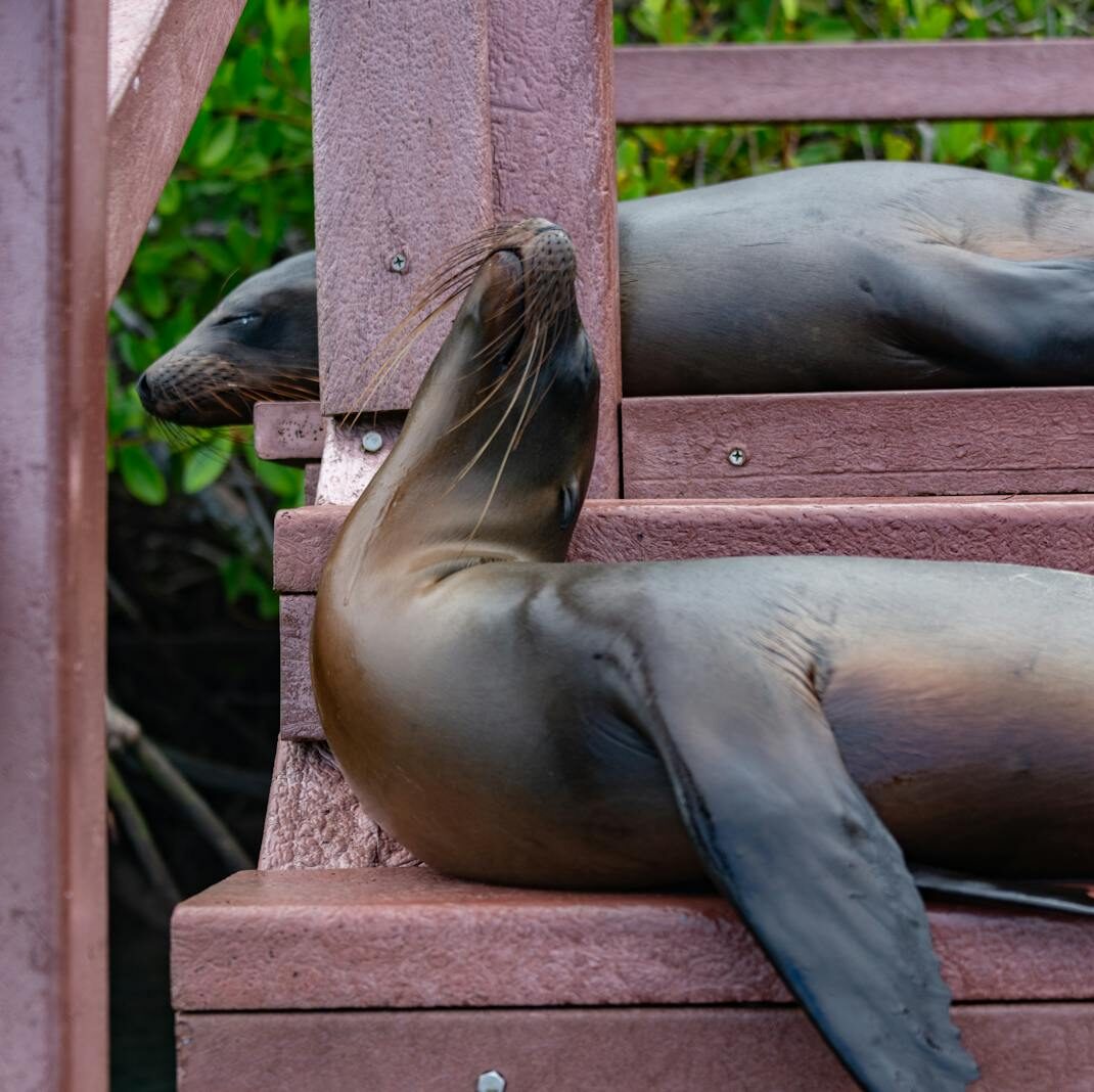 Two California sea lions resting on wooden steps surrounded by greenery.
