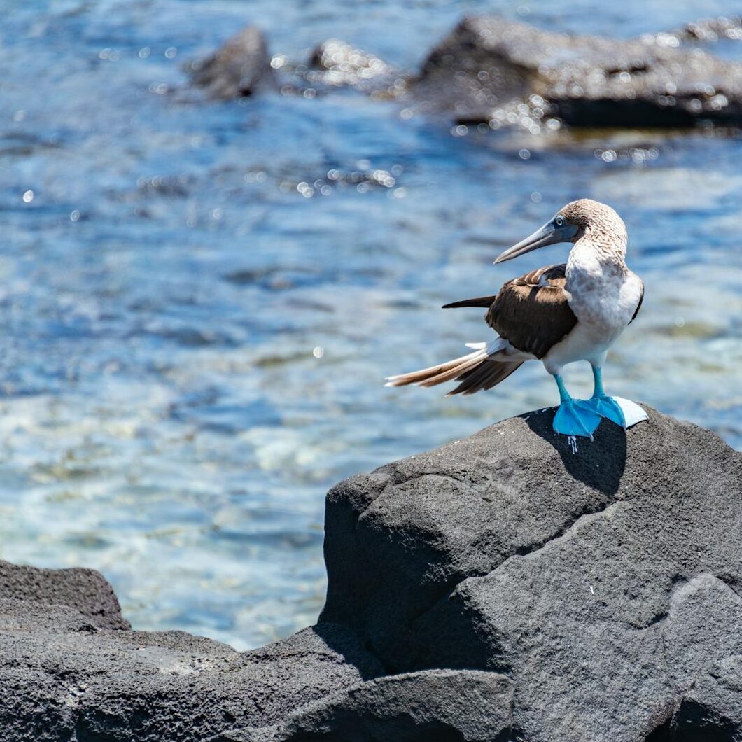 Blue-footed booby sitting on a rock by the seaside, displaying its unique blue feet.