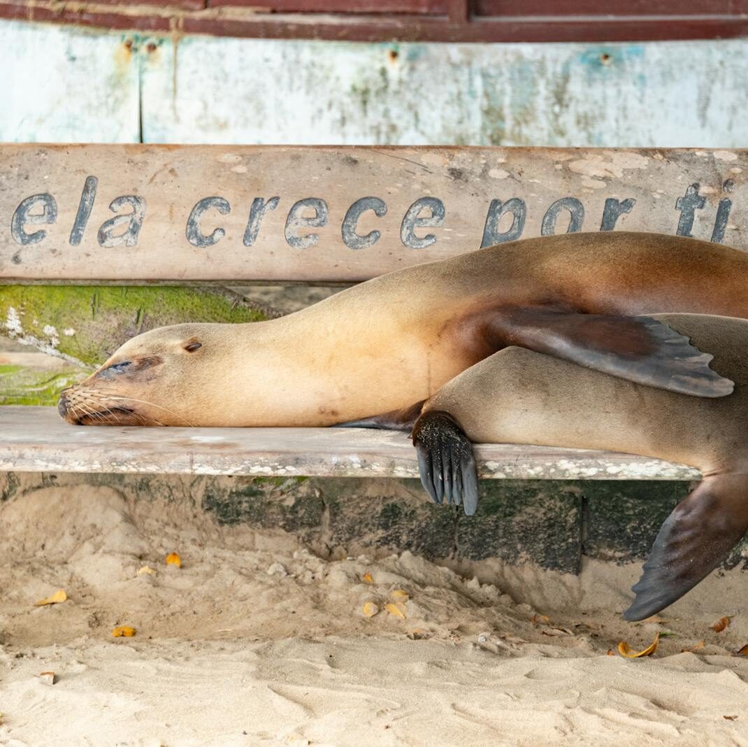 Two sea lions peacefully sleeping on a wooden bench by the sandy shore.